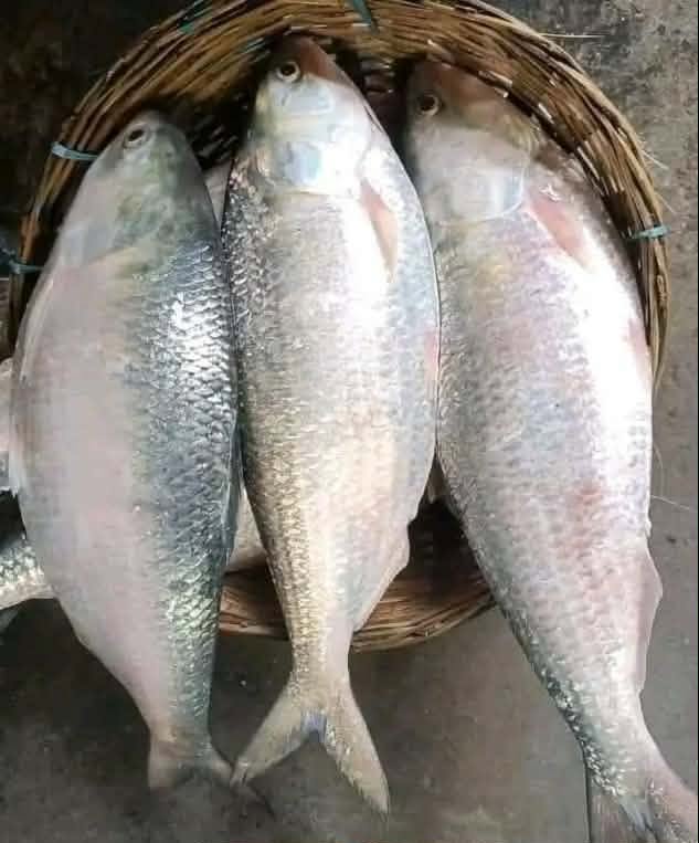 রুপালি ইলিশ