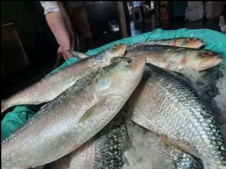 রুপালি ইলিশ