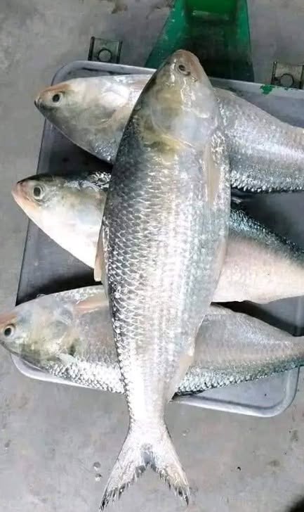 রুপালি ইলিশ