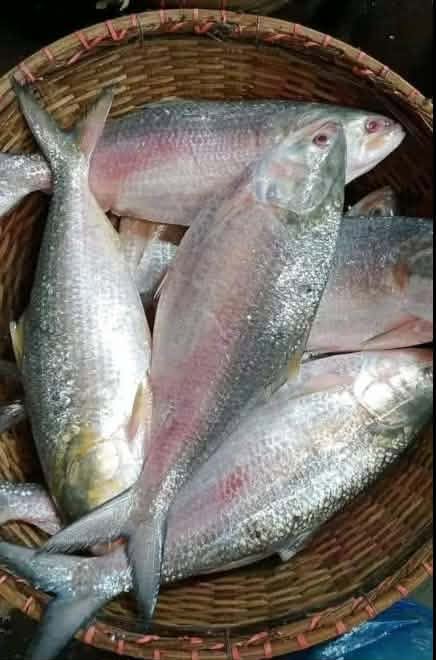 রুপালি ইলিশ
