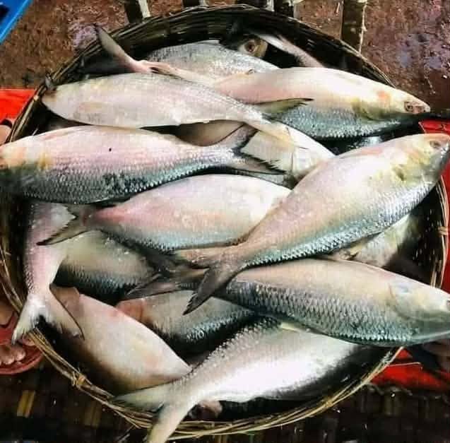 ১০ পিস মাছে ৫ কেজি ইলিশ